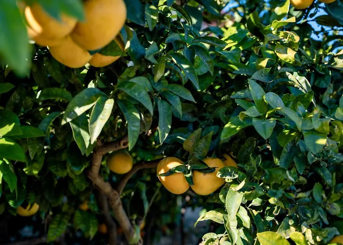 펜션 Borgo Pasqui 디아노마리나